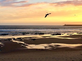 Birds flying over beach during sunset