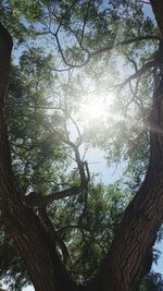 Low angle view of trees against sky