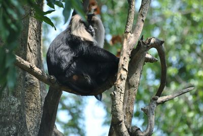 Close-up of squirrel sitting on tree