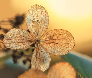 Dry hydrangea for nature backgrounds