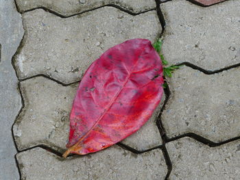 High angle view of dry leaf on land