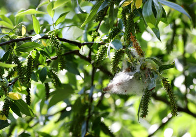 Close-up of fresh green tree