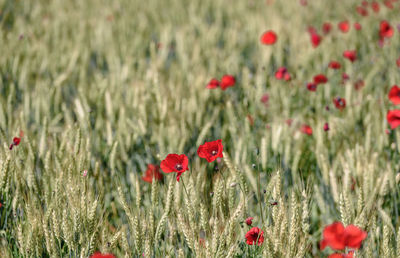 Close-up of poppy flowers in field