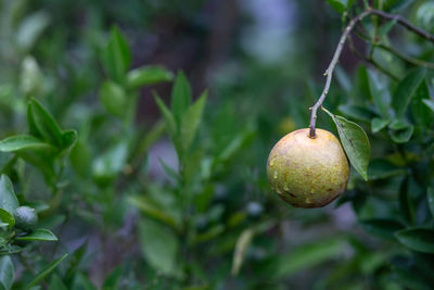 Close-up of fruit growing on plant