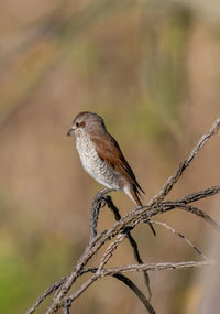 Close-up of bird perching on branch