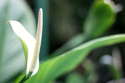 Close-up of white flower