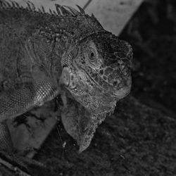 Close-up of a lizard on rock