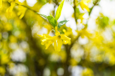 Close-up of a yellow flower