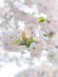 Close-up of cherry blossoms on tree