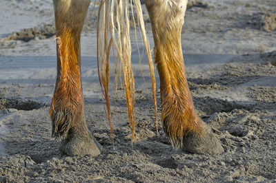 Low section of dog on beach