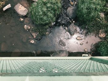 Leaves in water