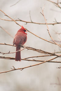 Bird perching on branch