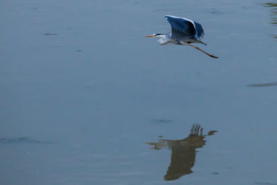 Gray heron perching on lake