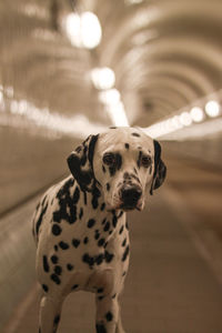 Close-up of dog  - dalmatian