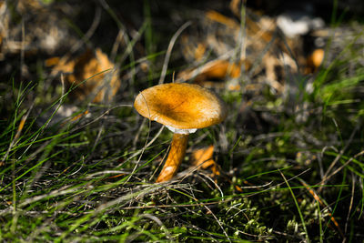 Close-up of mushroom on grass