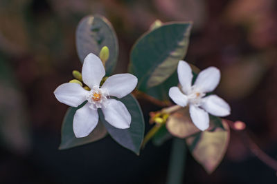 Close-up of white flowering plant