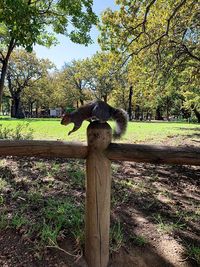 View of an animal on field