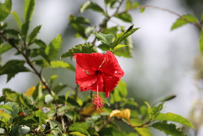 Close-up of red hibiscus flower