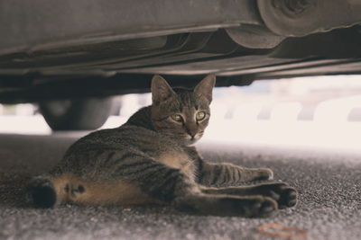 Close-up portrait of a cat resting