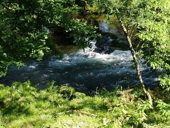 Scenic view of river flowing in forest