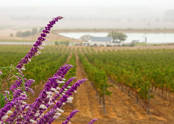 Purple flowering plants on field