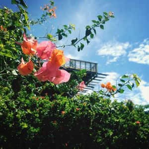 Low angle view of flowers against sky