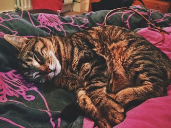 Cat sleeping on blanket