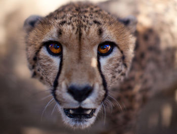 Close-up portrait of cheetah