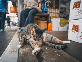 Cat sleeping in a city