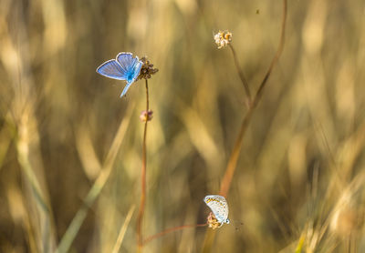 Close-up of butterfly on flower