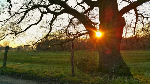 Silhouette of trees on grassy field