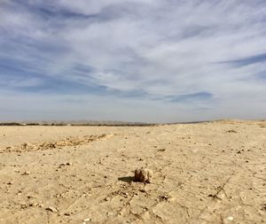 Surface level of a desert
