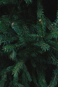 Close-up of pine tree