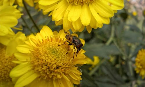 Close-up of bee pollinating on flower