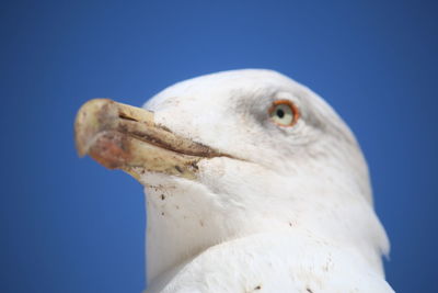 Low angle view of bird against clear blue sky