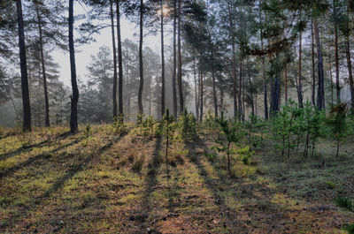 Scenic view of forest