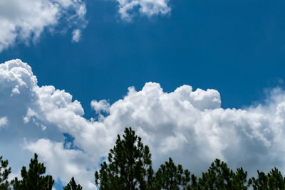 Low angle view of trees against blue sky