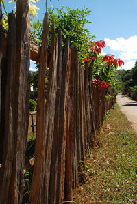 Trees and plants growing on field against sky