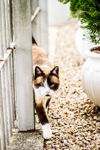 Portrait of cat