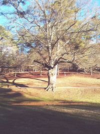 Bare trees on landscape