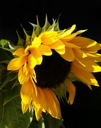 Close-up of sunflower blooming against black background