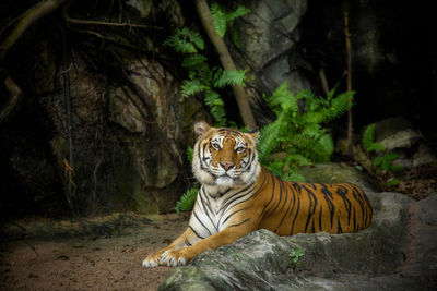 View of a cat in forest