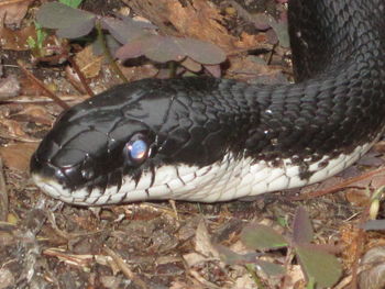 Close-up of lizard