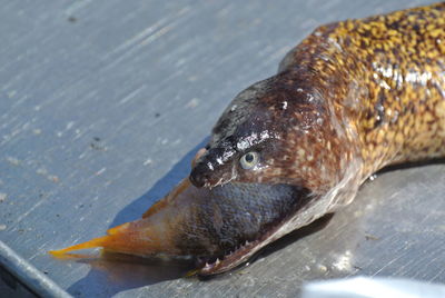 Close-up of fish