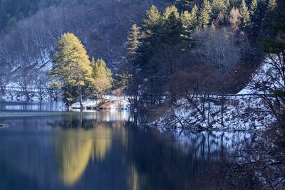 Trees growing by lake during winter