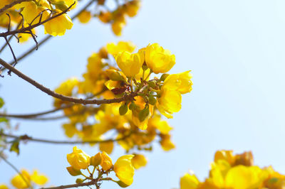 Low angle view of yellow flowering plant against clear sky