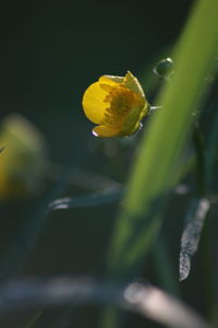 Close-up of yellow flower blooming outdoors