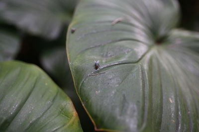 Close-up of insect on wet leaves