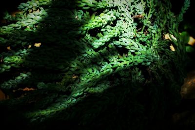 Moss covered rocks in forest