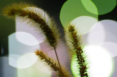 Low angle view of illuminated tree